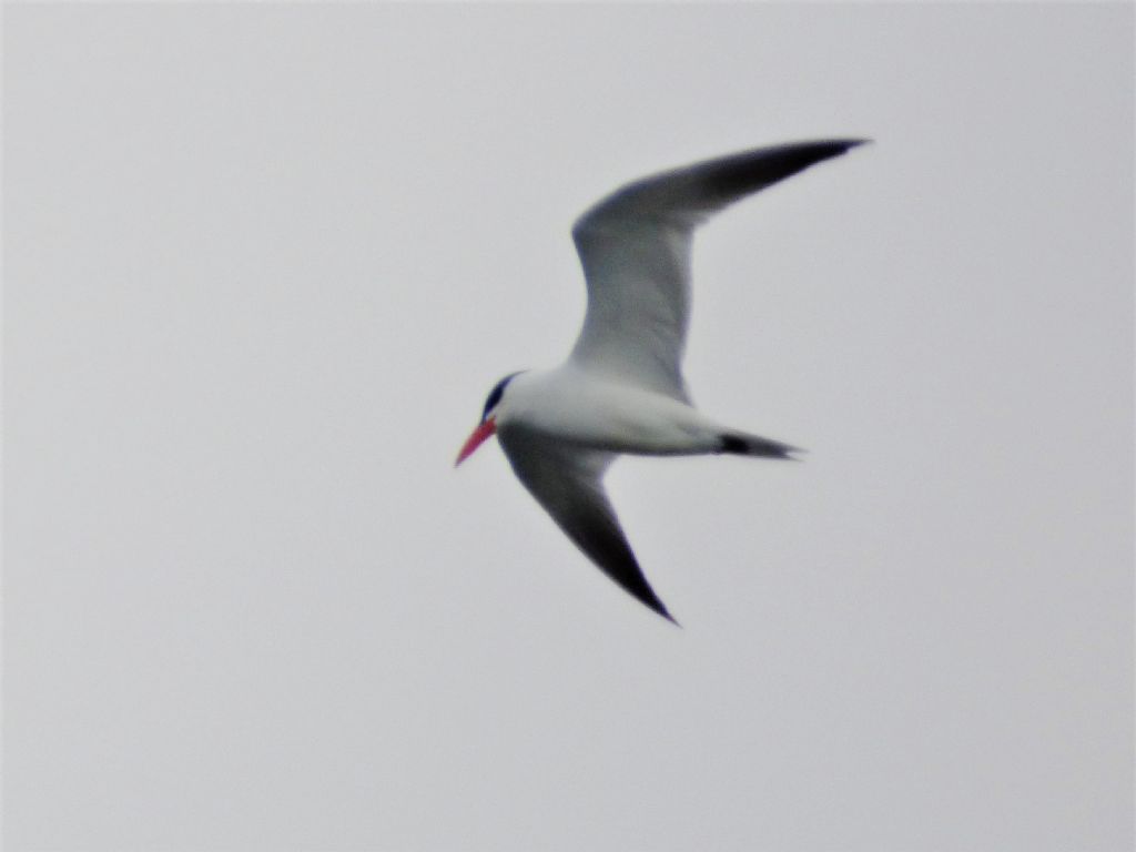 Sterna maggiore (Hydroprogne caspia)